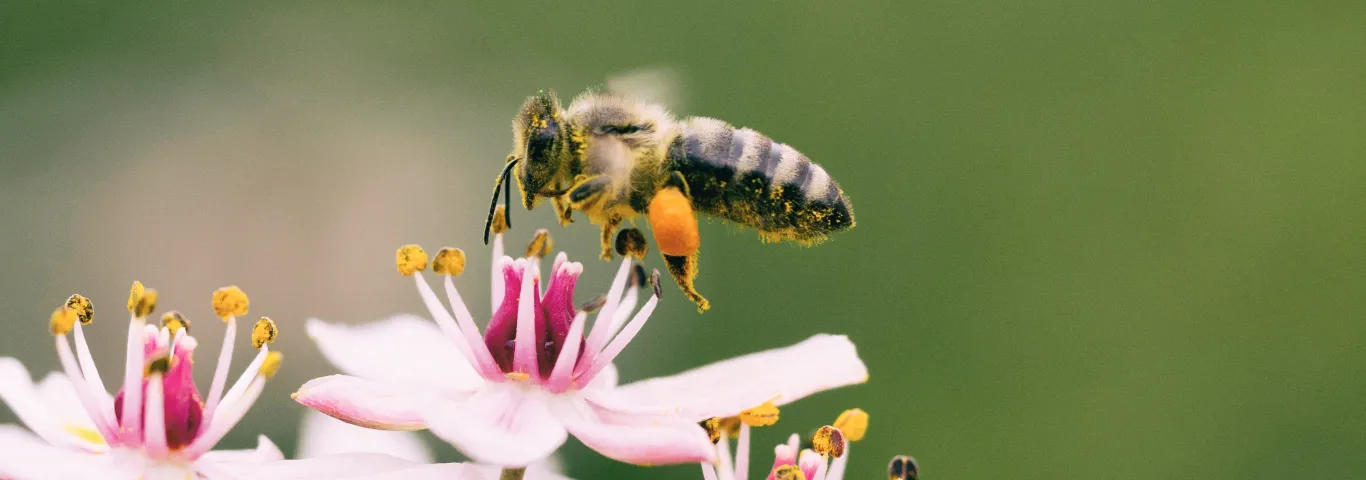 bee on flower